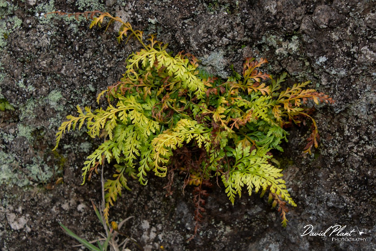 DPPhotography - Maderia - Asplenium adiantum-nigrum - B.jpg - Asplenium adiantum-nigrum - Rabacal area, Madeira