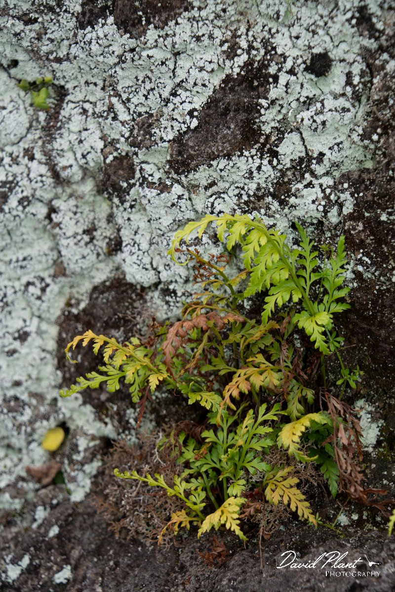 DPPhotography - Maderia - Asplenium adiantum-nigrum - C.jpg - Asplenium adiantum-nigrum - Rabacal area, Madeira