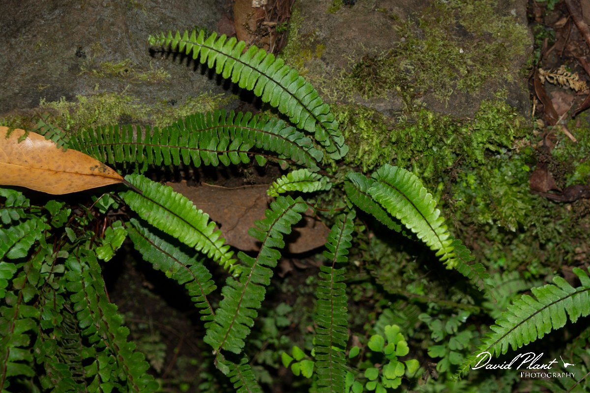 DPPhotography - Maderia - Asplenium anceps - A.jpg - Asplenium anceps - Levada Furado, Madeira