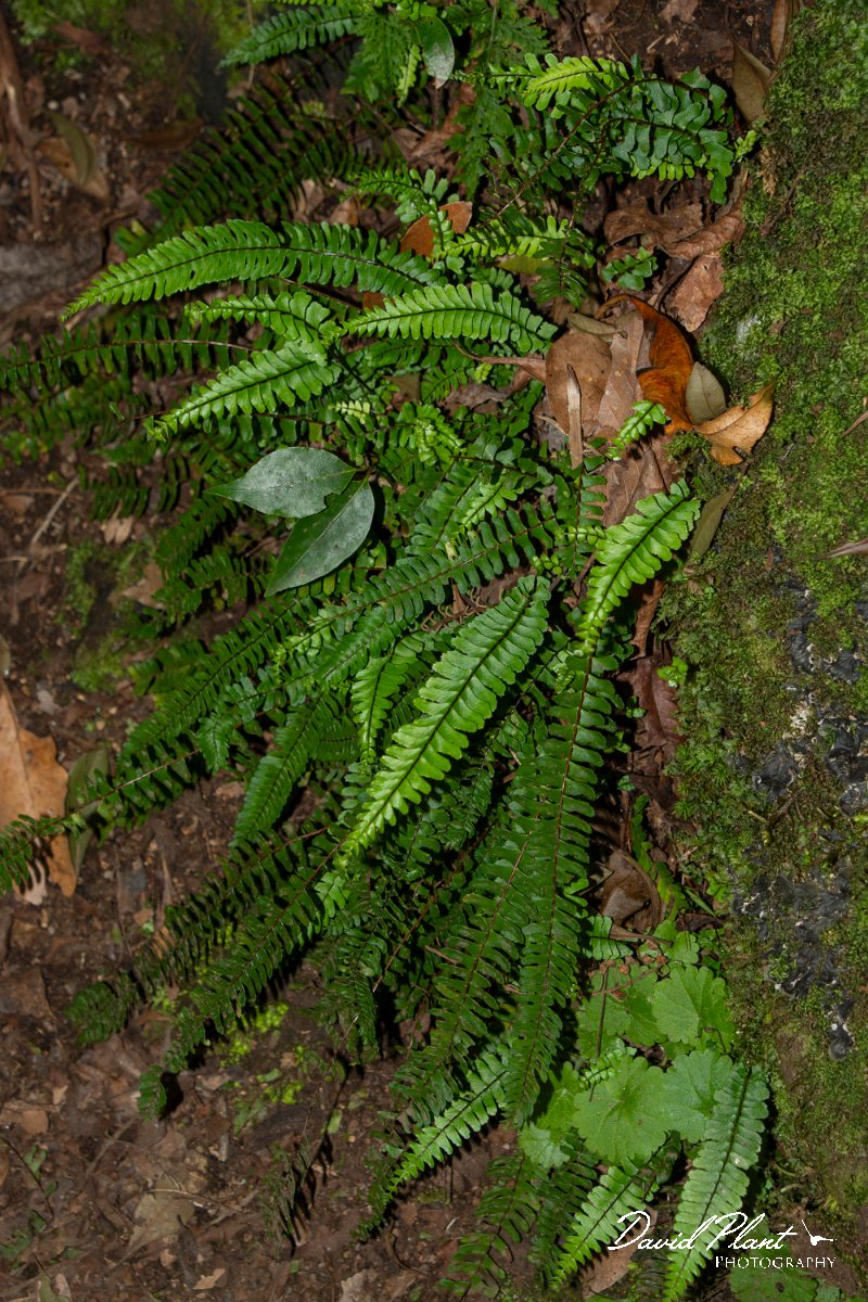 DPPhotography - Maderia - Asplenium anceps - B.jpg - Asplenium anceps - Levada Furado, Madeira