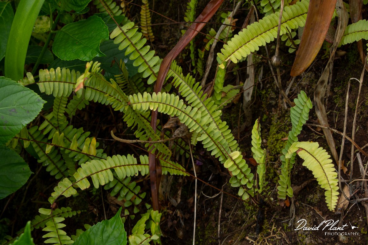 DPPhotography - Maderia - Asplenium anceps - C.jpg - Asplenium anceps - Seixal area, Madeira