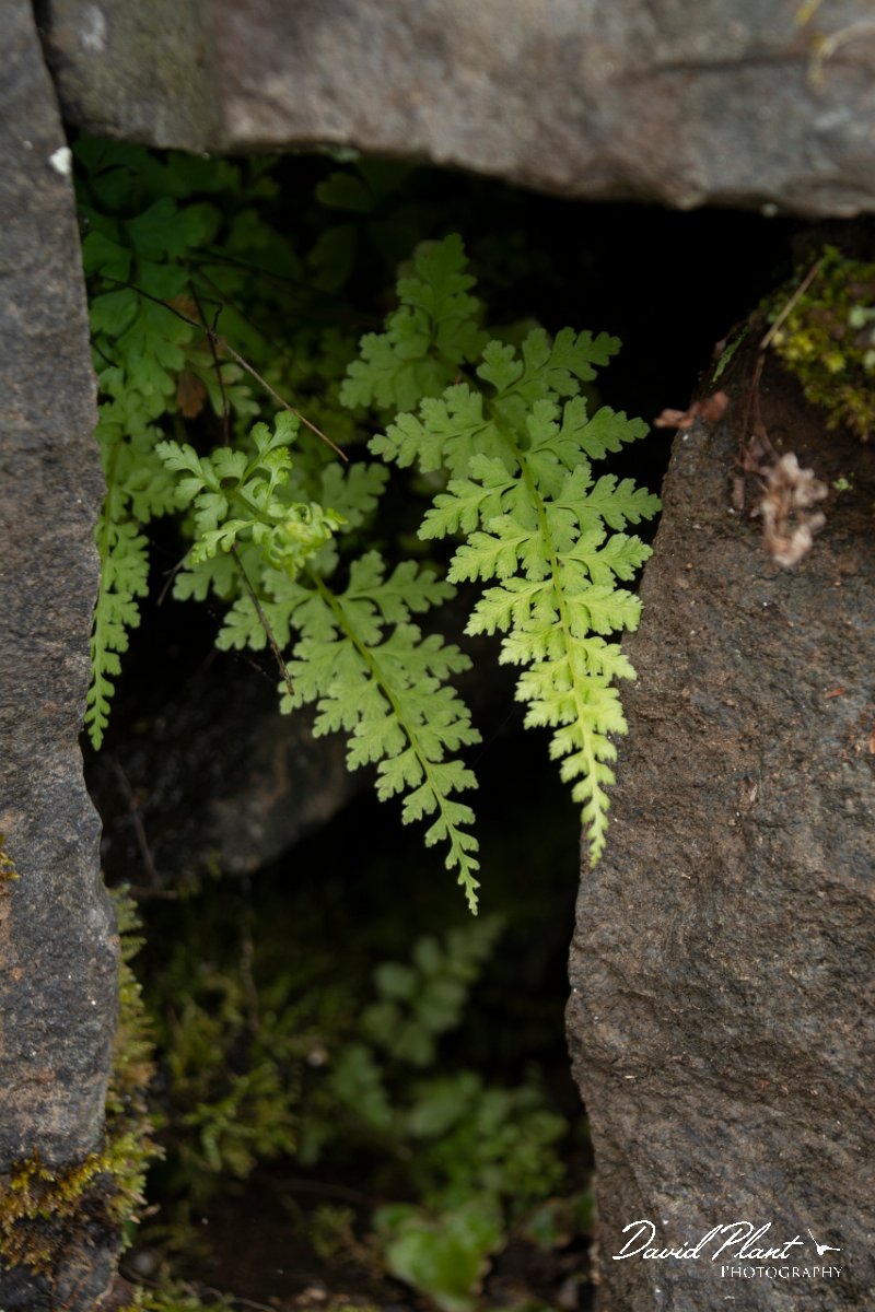 DPPhotography - Maderia - Asplenium billotii - A.jpg - Asplenium billotii - Seixal area, Madeira