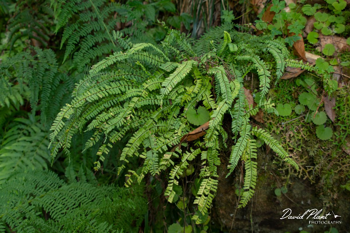 DPPhotography - Maderia - Asplenium monanthes - A.jpg - Asplenium monanthes - Caldeirao Verde, Madeira