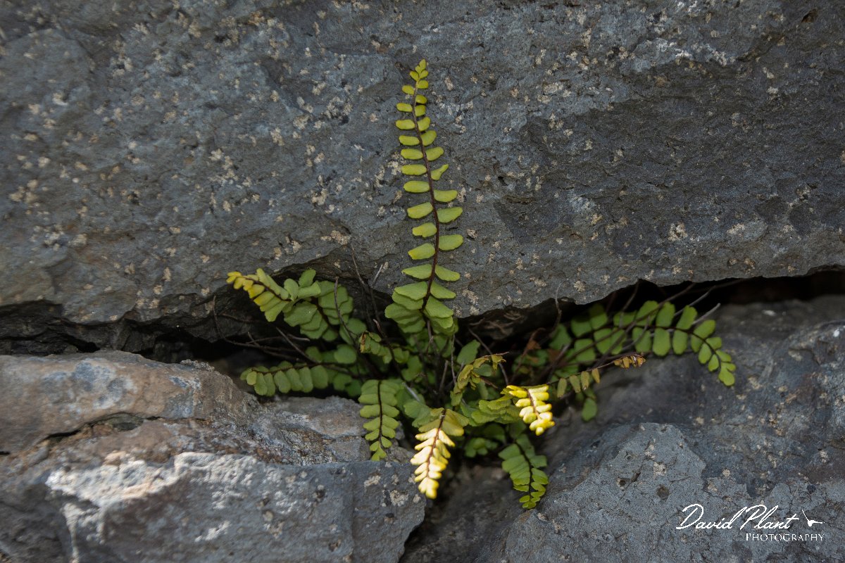 DPPhotography - Maderia - Asplenium trichomanes - A.jpg - Asplenium trichomanes - Levada do Notre, Madeira