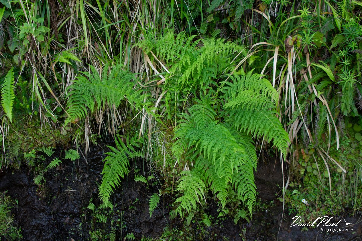 DPPhotography - Maderia - Athyrium filix-femina - A.jpg - Athyrium filix-femina - Caldeirao Verde, Madeira