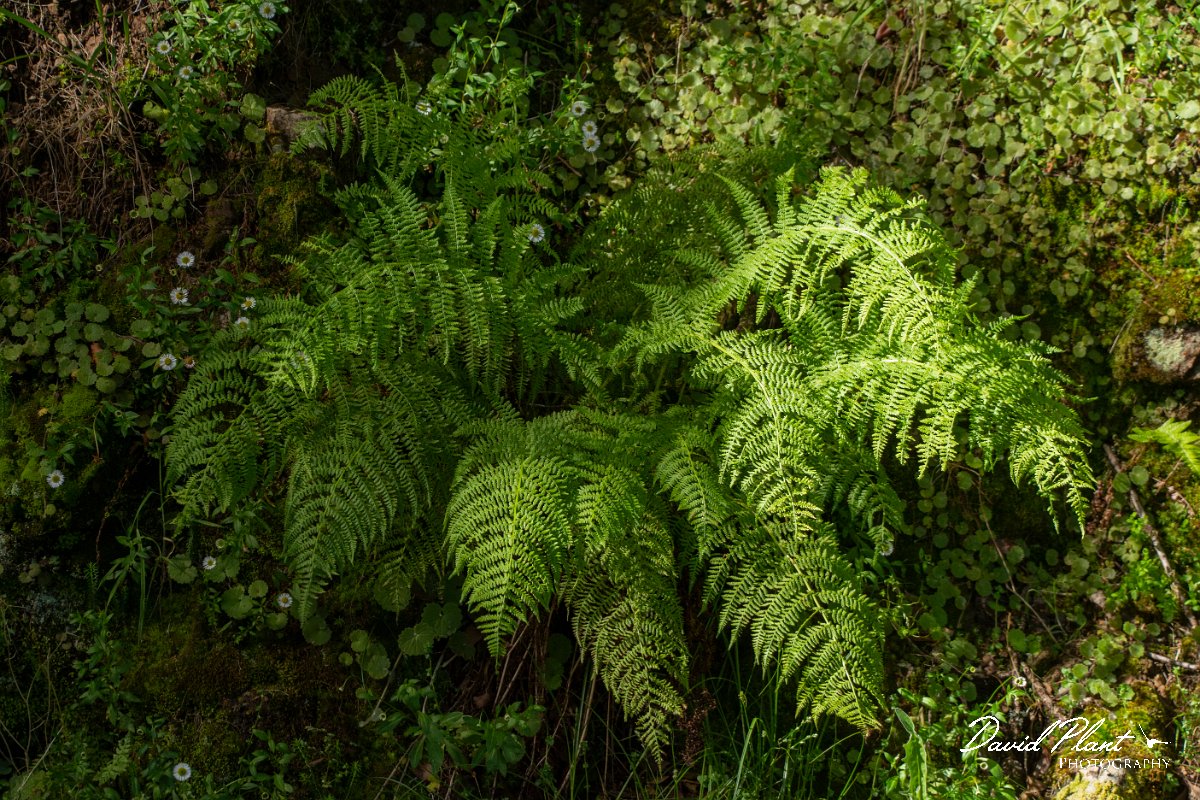 DPPhotography - Maderia - Athyrium filix-femina - B.jpg - Athyrium filix-femina -  Levada do Notre, Madeira