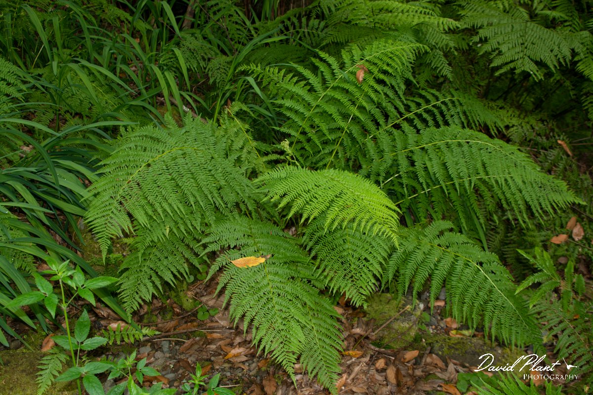 DPPhotography - Maderia - Athyrium filix-femina - C.jpg - Athyrium filix-femina - Ribeiro Silveira, Maderia