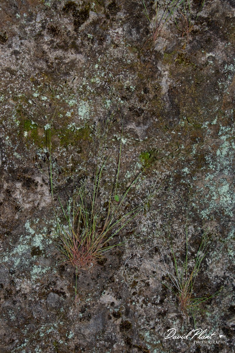 DPPhotography - Maderia - Avenella flexuosa subsp. maderensis - A.jpg - Avenella flexuosa subsp. maderensis - Risco waterfall area, Madeira
