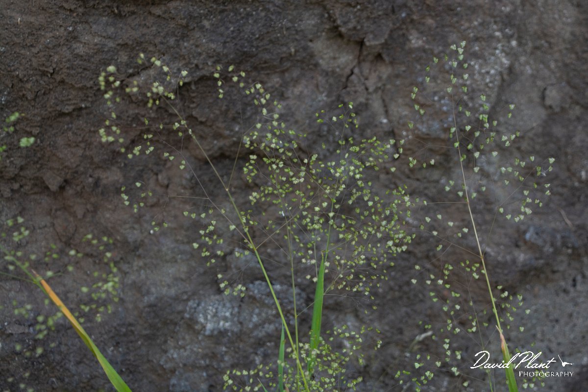 DPPhotography - Maderia - Briza minor - A.jpg - Briza minor - Levada do Notre, Madeira