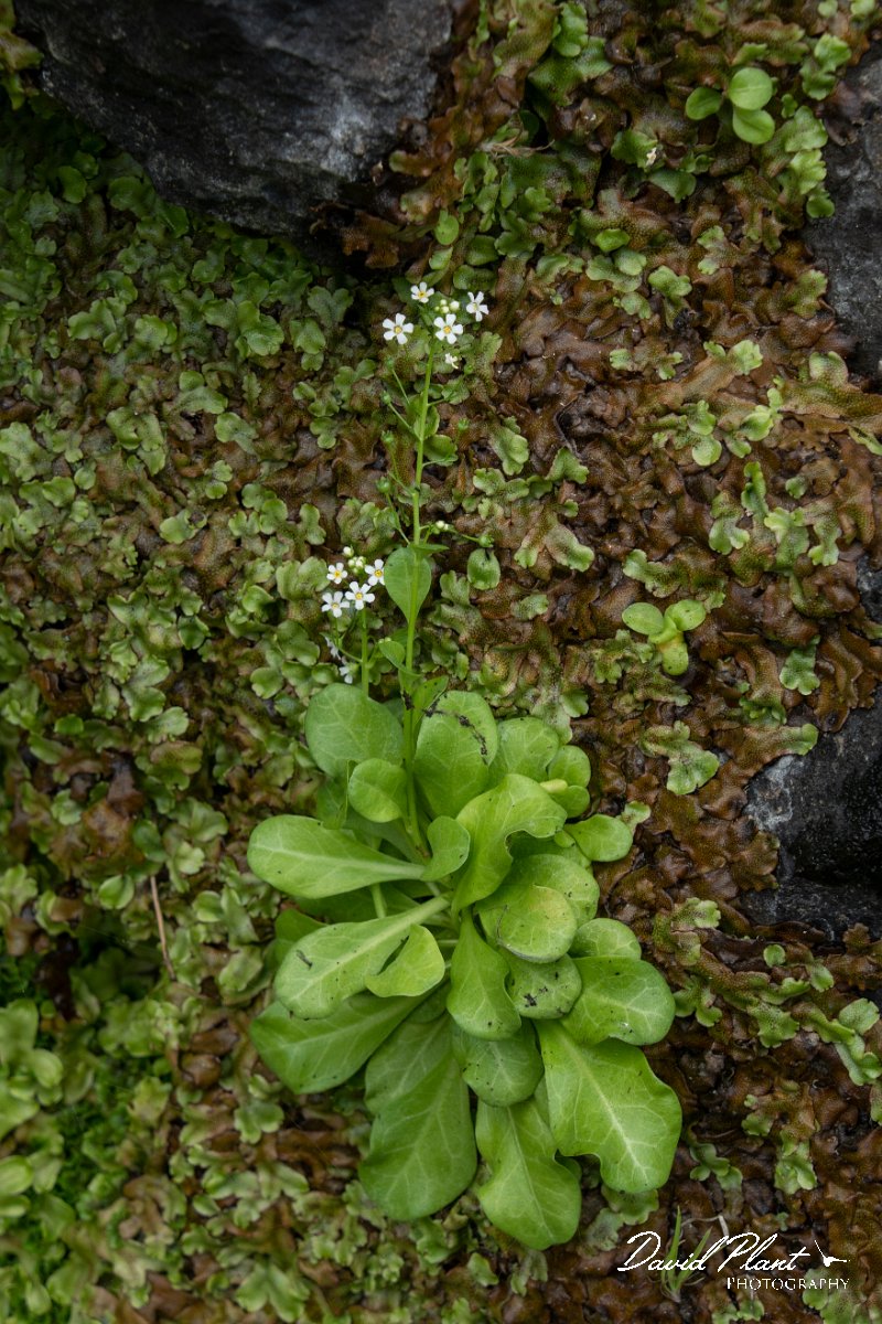 DPPhotography - Maderia - Brookweed, Samolus valerandi - A.jpg - Brookweed, Samolus valerandi - Seixal area, Madeira