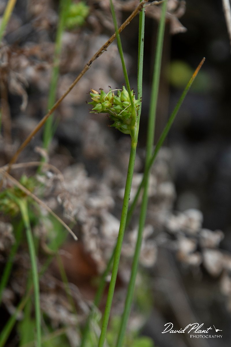 DPPhotography - Maderia - Carex extensa - B.jpg - Carex extensa - Seixal area, Madeira