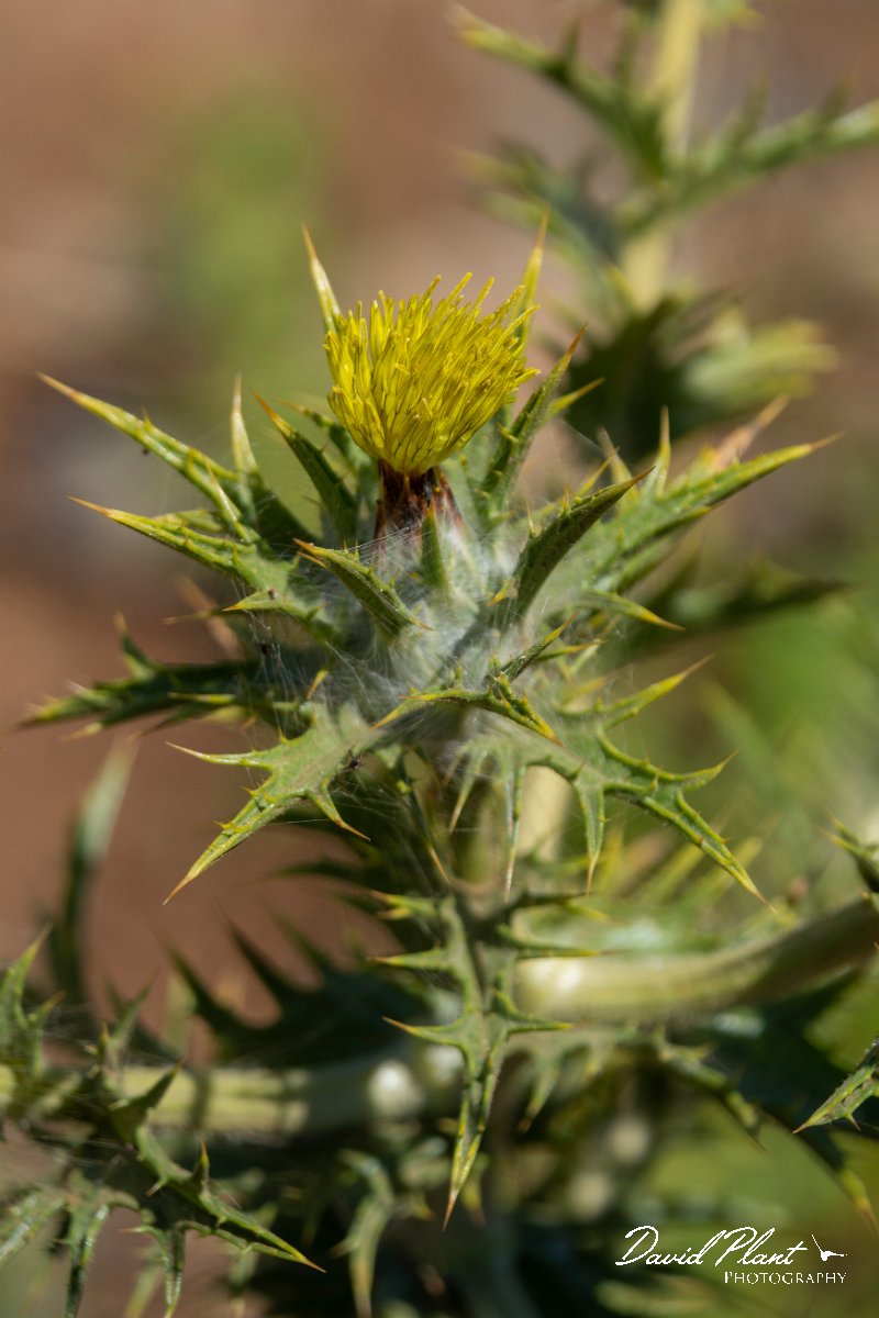 DPPhotography - Maderia - Carthamus lanatus - A.jpg - Carthamus lanatus - Ponta da Pargo lighthouse , Madeira