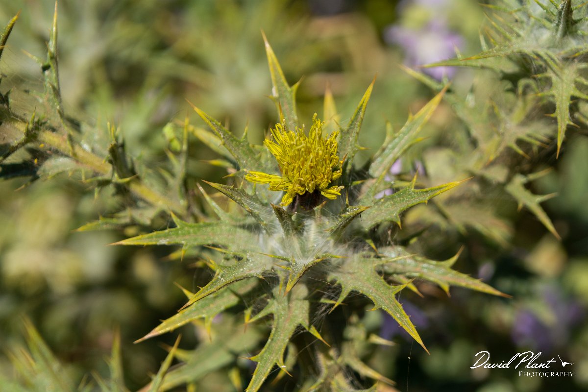 DPPhotography - Maderia - Carthamus lanatus - B.jpg - Carthamus lanatus - Ponta da Pargo lighthouse , Madeira