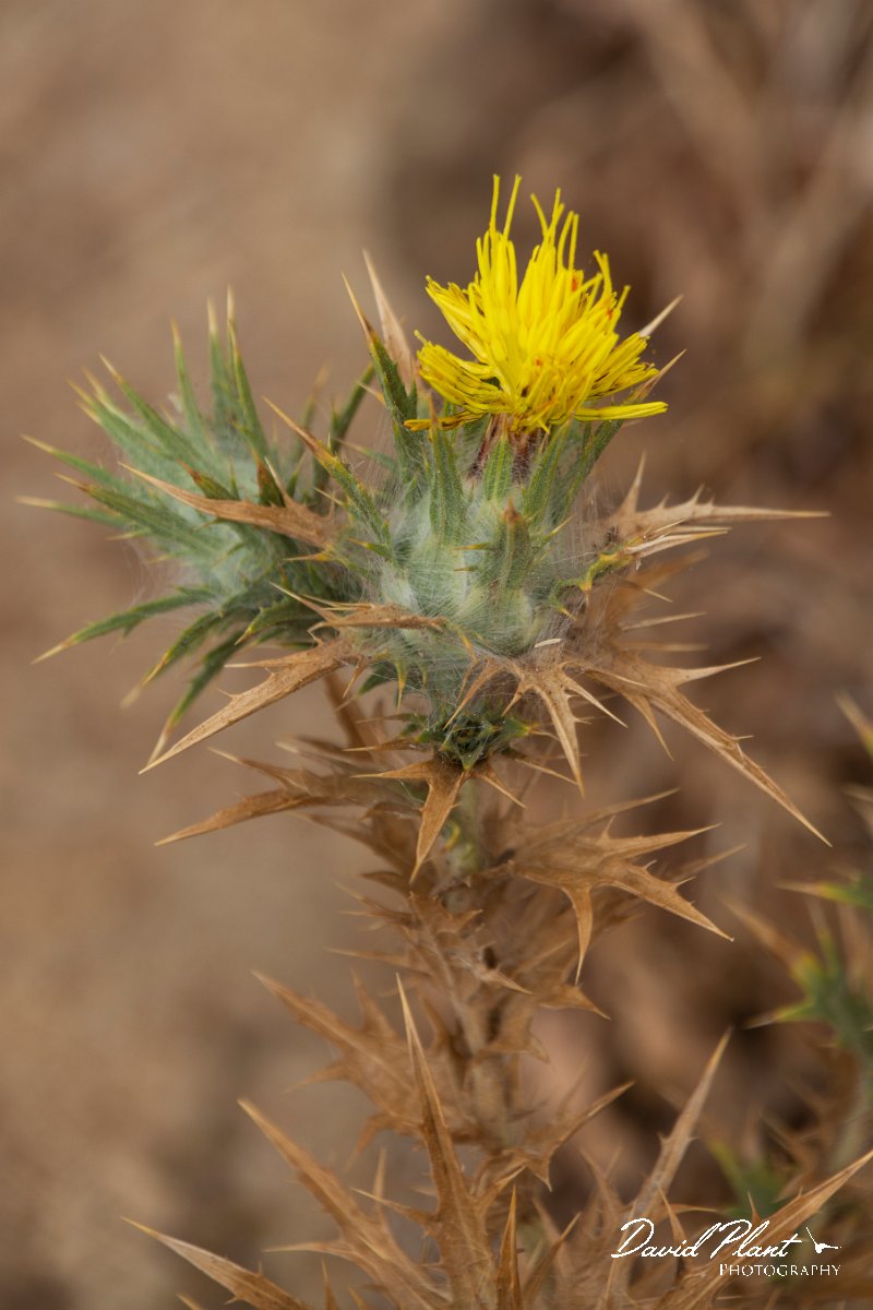 DPPhotography - Maderia - Carthamus lanatus - C.jpg - Carthamus lanatus - Sao Lourenco Peninsula, Madeira