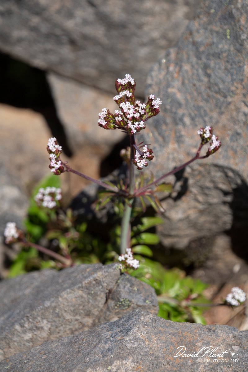 DPPhotography - Maderia - Centranthus calcitrapae - A.jpg - Centranthus calcitrapae - Pico do Ariero, Madeira