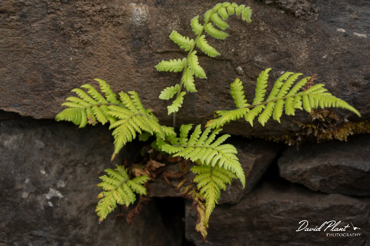 DPPhotography - Maderia - Christella dentata - A.jpg - Christella dentata - Seixal area, Madeira