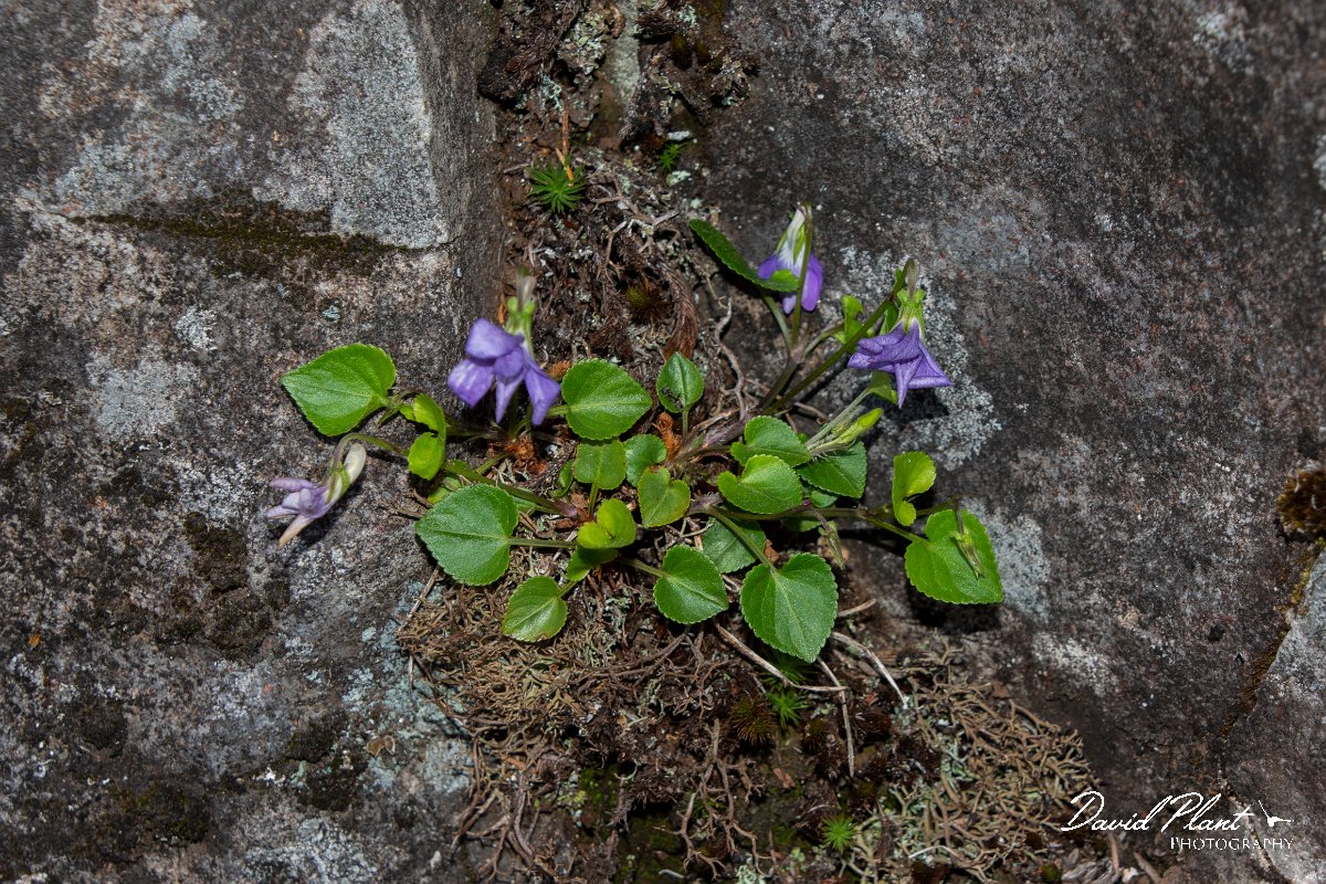 DPPhotography - Maderia - Common dog violet, Viola riviniana - A.jpg - Common dog violet, Viola riviniana - Risco waterfall area, Madeira