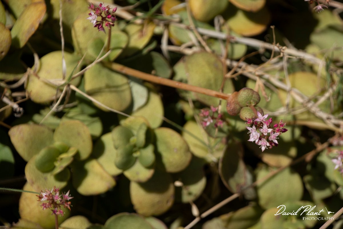 DPPhotography - Maderia - Crassula multicava - A.jpg - Crassula multicava - Faial viewpoint, Madeira
