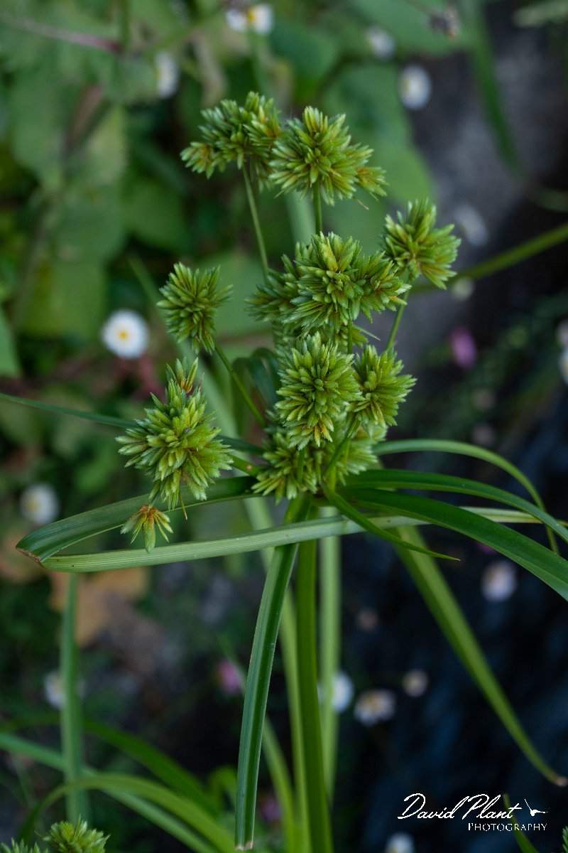 DPPhotography - Maderia - Cyperus eragrostis - A.jpg - Cyperus eragrostis - Levada do Notre, Madeira