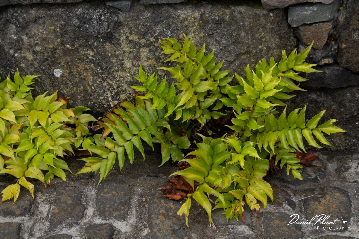 DPPhotography - Maderia - Cyrtomium falcatum, House holly-fern - A.jpg - Cyrtomium falcatum, House holly-fern - Seixal area, Madeira