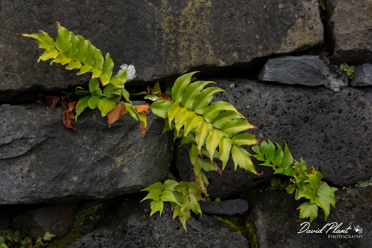 DPPhotography - Maderia - Cyrtomium falcatum, House holly-fern - B.jpg - Cyrtomium falcatum, House holly-fern - Seixal area, Madeira