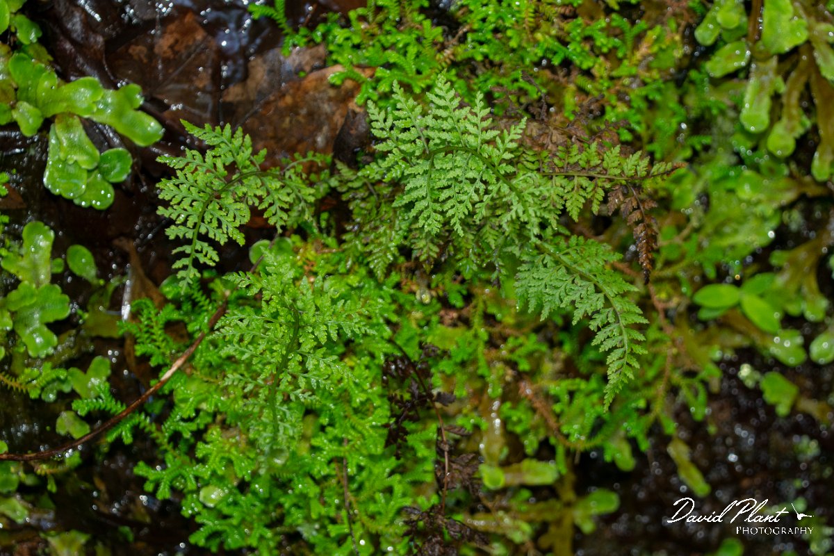 DPPhotography - Maderia - Cystopteris viridula - A.jpg - Cystopteris viridula - Caldeirao Verde, Madeira