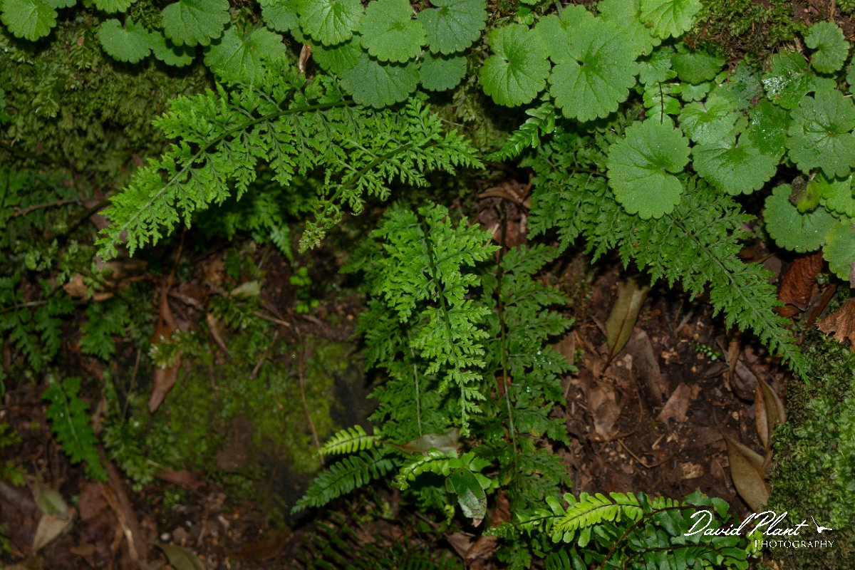 DPPhotography - Maderia - Cystopteris viridula - C.jpg - Cystopteris viridula - Levada Furado, Madeira