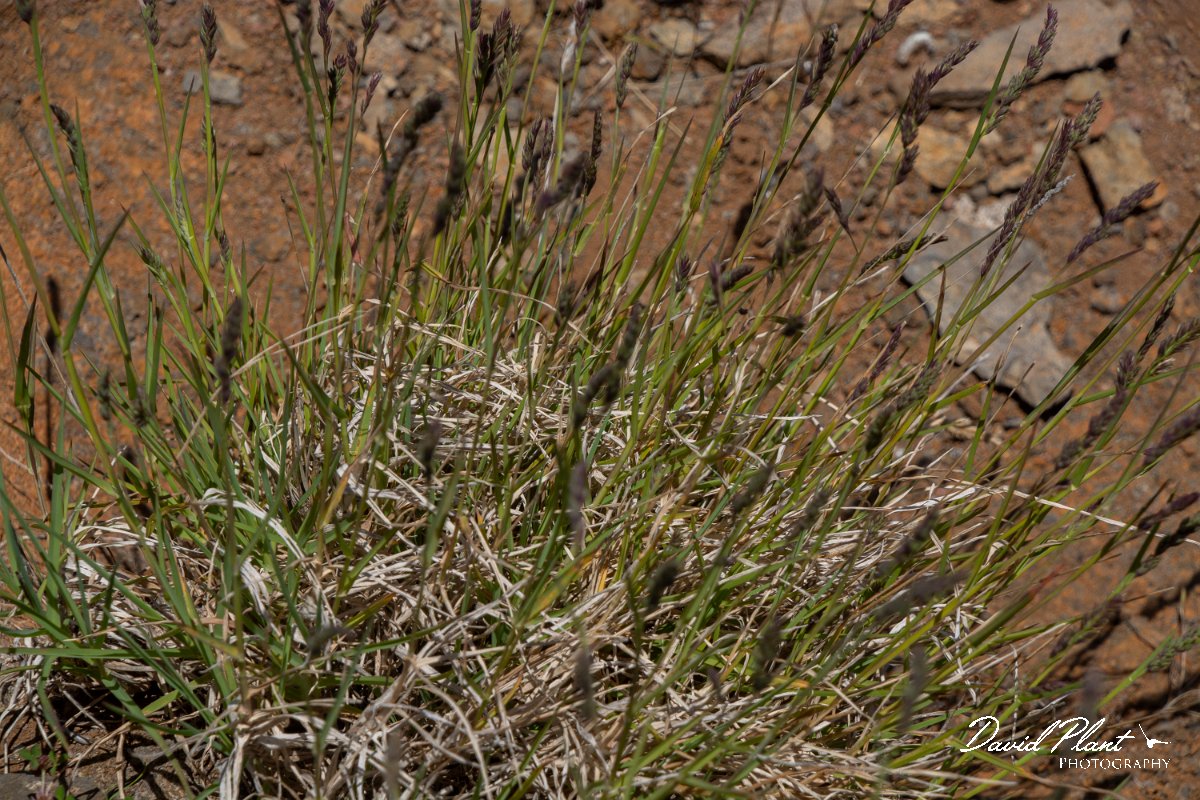 DPPhotography - Maderia - Dactylis smithii - A.jpg - Dactylis smithii - Pico do Ariero, Madeira