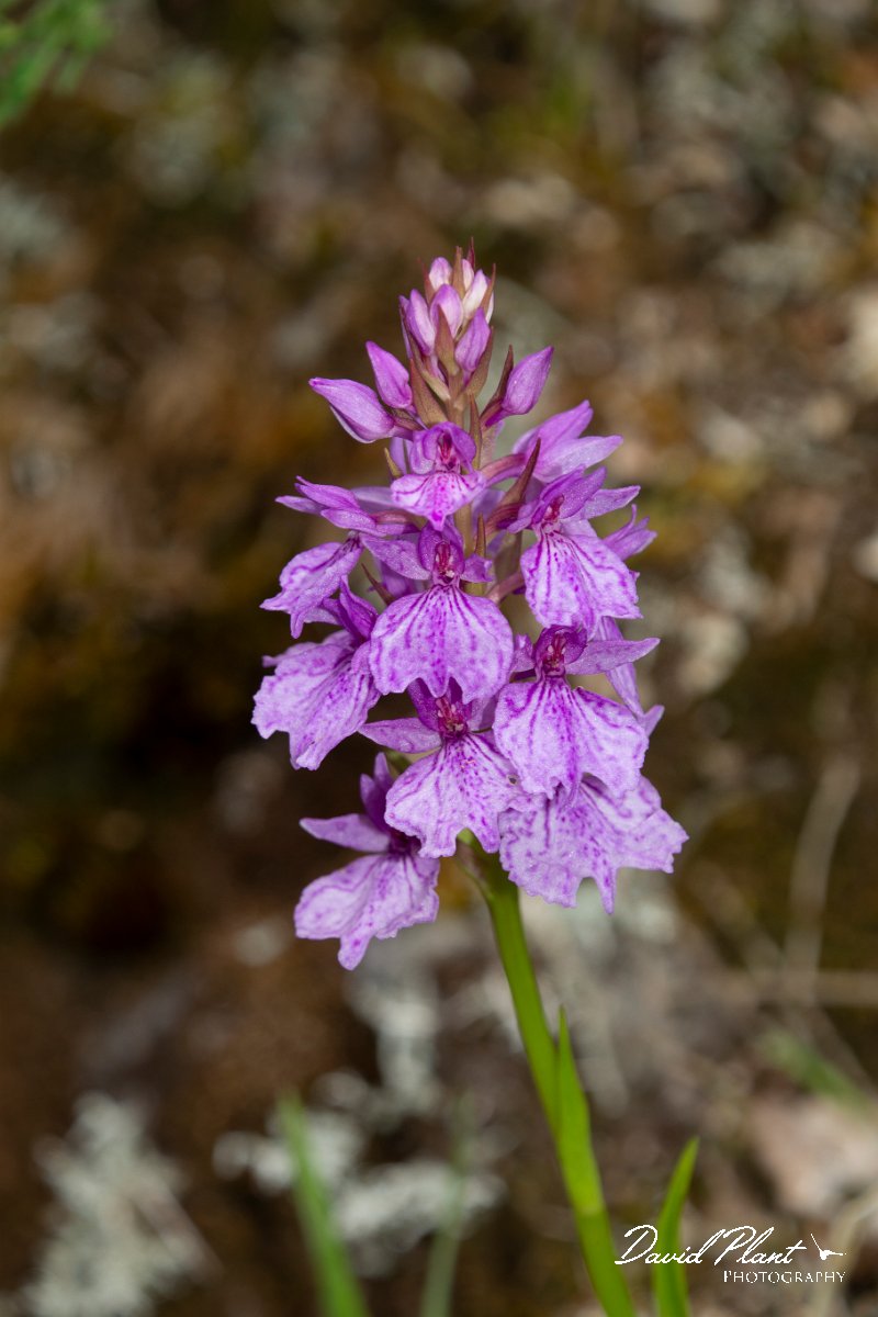 DPPhotography - Maderia - Dactylorhiza foliosa - B.jpg - Dactylorhiza foliosa - Encumeada mast, Madeira