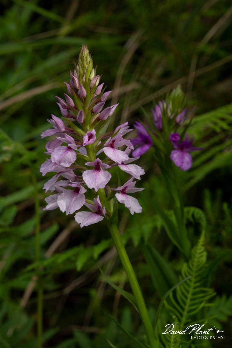 DPPhotography - Maderia - Dactylorhiza foliosa - C.jpg - Dactylorhiza foliosa - Encumeada mast, Madeira