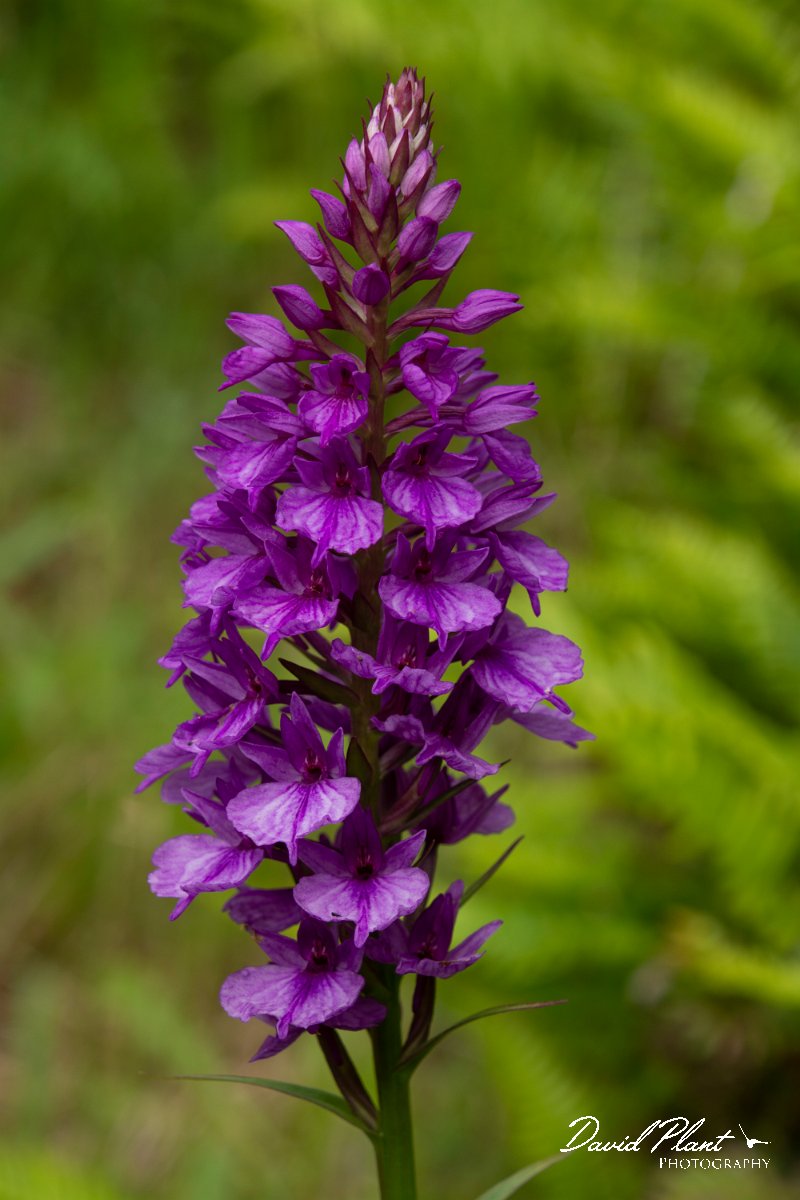 DPPhotography - Maderia - Dactylorhiza foliosa - D.jpg - Dactylorhiza foliosa - Encumeada mast, Madeira