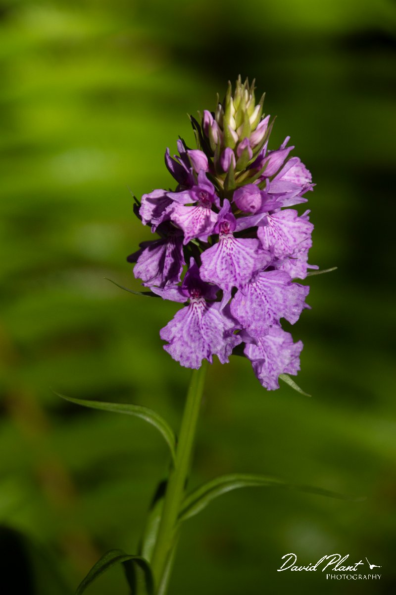DPPhotography - Maderia - Dactylorhiza foliosa - E.jpg - Dactylorhiza foliosa - Levada Furado, Madeira
