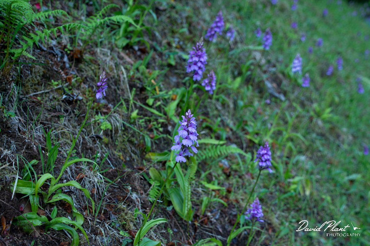 DPPhotography - Maderia - Dactylorhiza foliosa - F.jpg - Dactylorhiza foliosa - Ribeiro Firo, Maderia