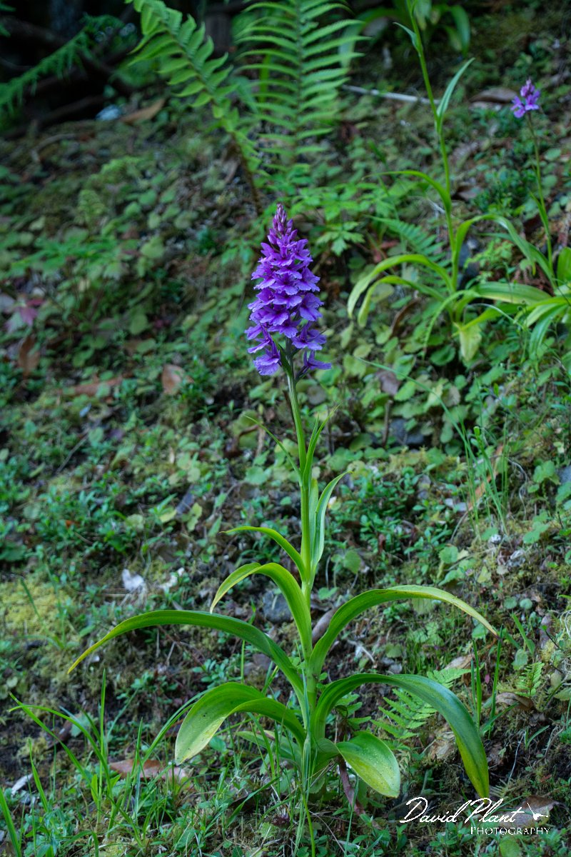 DPPhotography - Maderia - Dactylorhiza foliosa - G.jpg - Dactylorhiza foliosa - Ribeiro Firo, Maderia