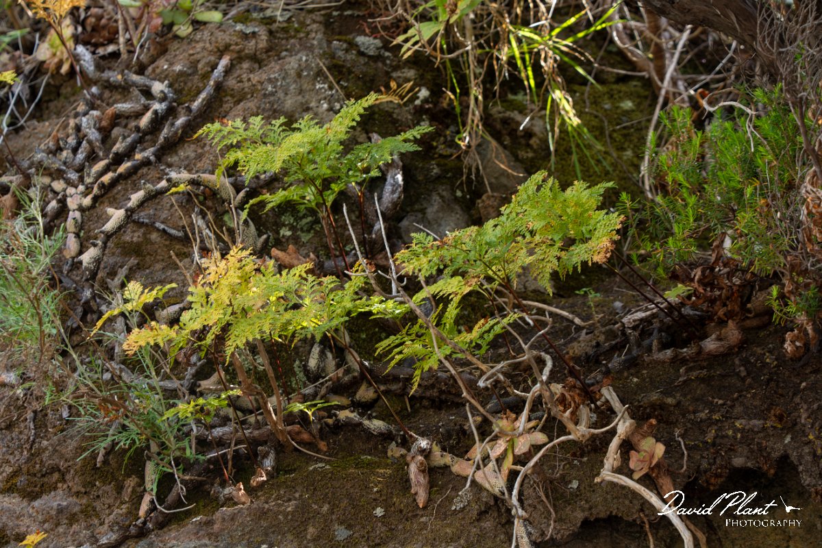 DPPhotography - Maderia - Davallia canariensis - A.jpg - Davallia canariensis - Levada do Notre, Madeira