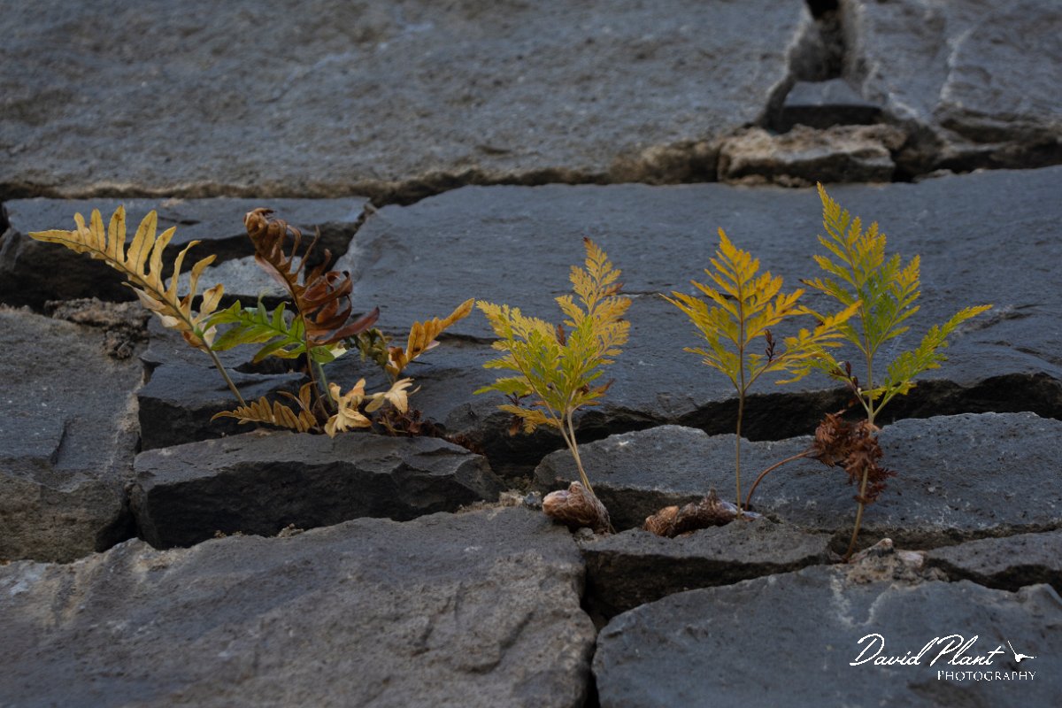 DPPhotography - Maderia - Davallia canariensis - B.jpg - Davallia canariensis - Levada do Notre, Madeira