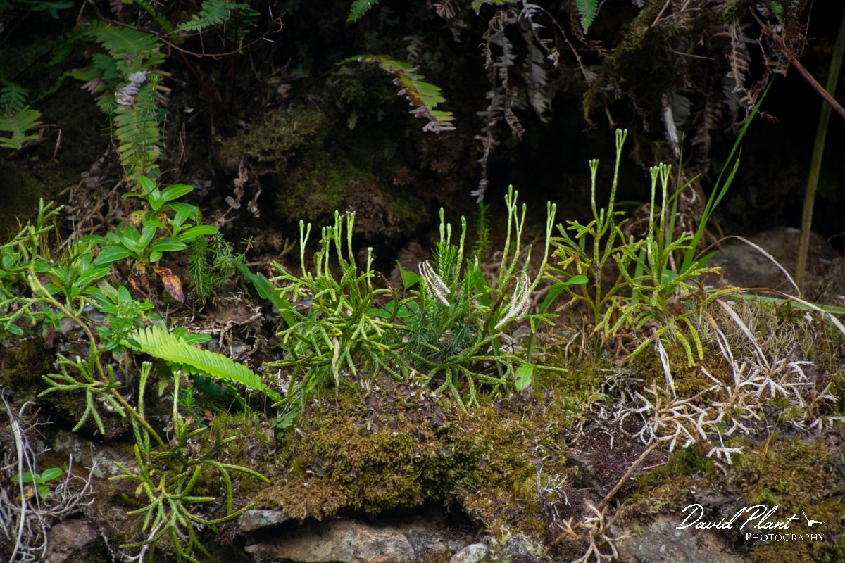 DPPhotography - Maderia - Diphasiastrum madeirense - A.jpg - Diphasiastrum madeirense - Encumeada mast, Madeira