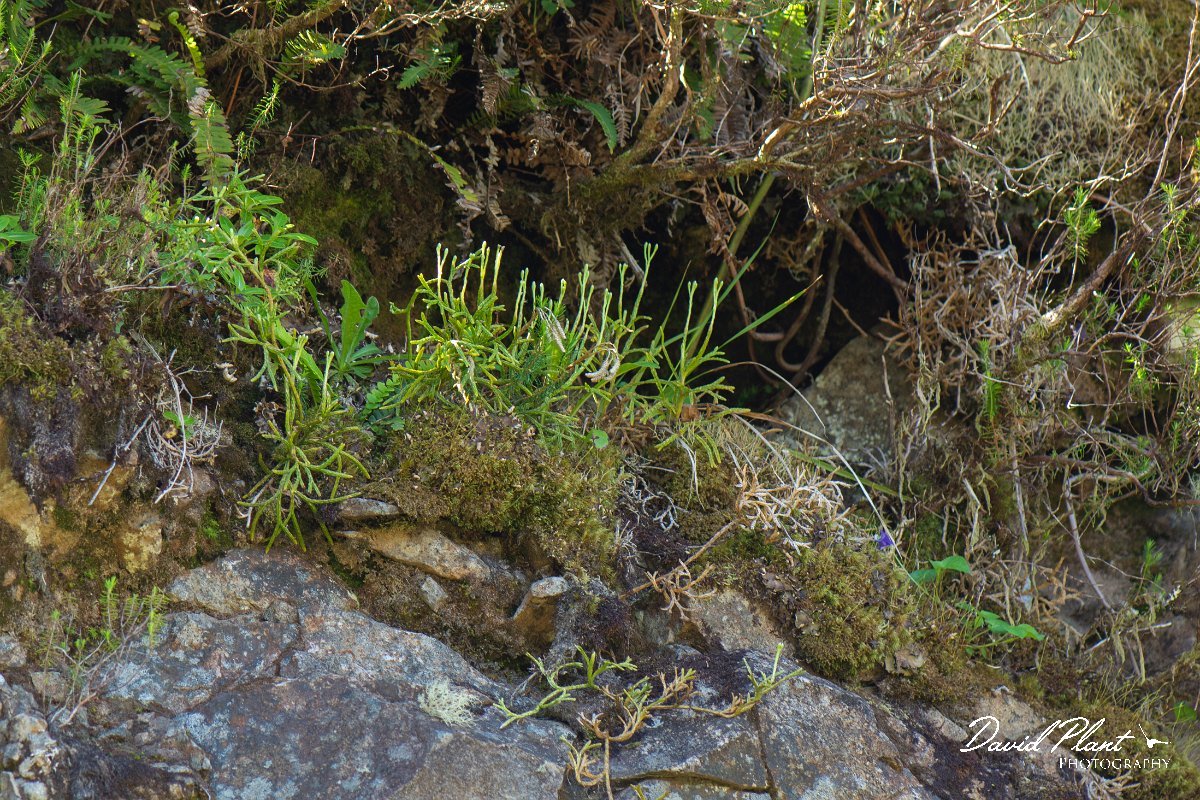 DPPhotography - Maderia - Diphasiastrum madeirense - B.jpg - Diphasiastrum madeirense - Encumeada mast, Madeira