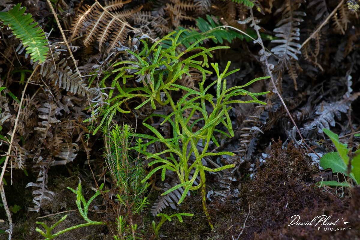 DPPhotography - Maderia - Diphasiastrum madeirense - C.jpg - Diphasiastrum madeirense - Encumeada mast, Madeira