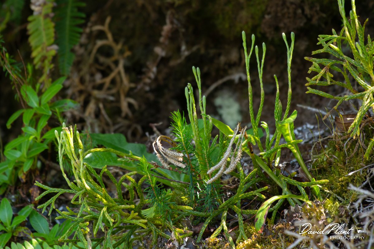 DPPhotography - Maderia - Diphasiastrum madeirense - D.jpg - Diphasiastrum madeirense - Encumeada mast, Madeira