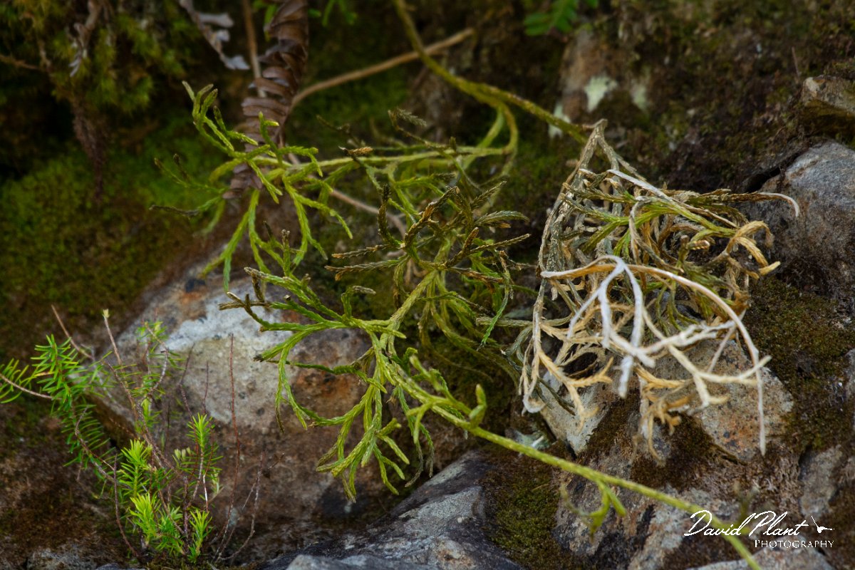 DPPhotography - Maderia - Diphasiastrum madeirense - E.jpg - Diphasiastrum madeirense - Encumeada mast, Madeira