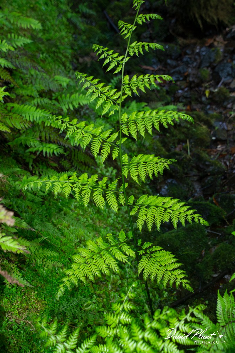 DPPhotography - Maderia - Diplazium caudatum - A.jpg - Diplazium caudatum - Caldeirao Verde, Madeira