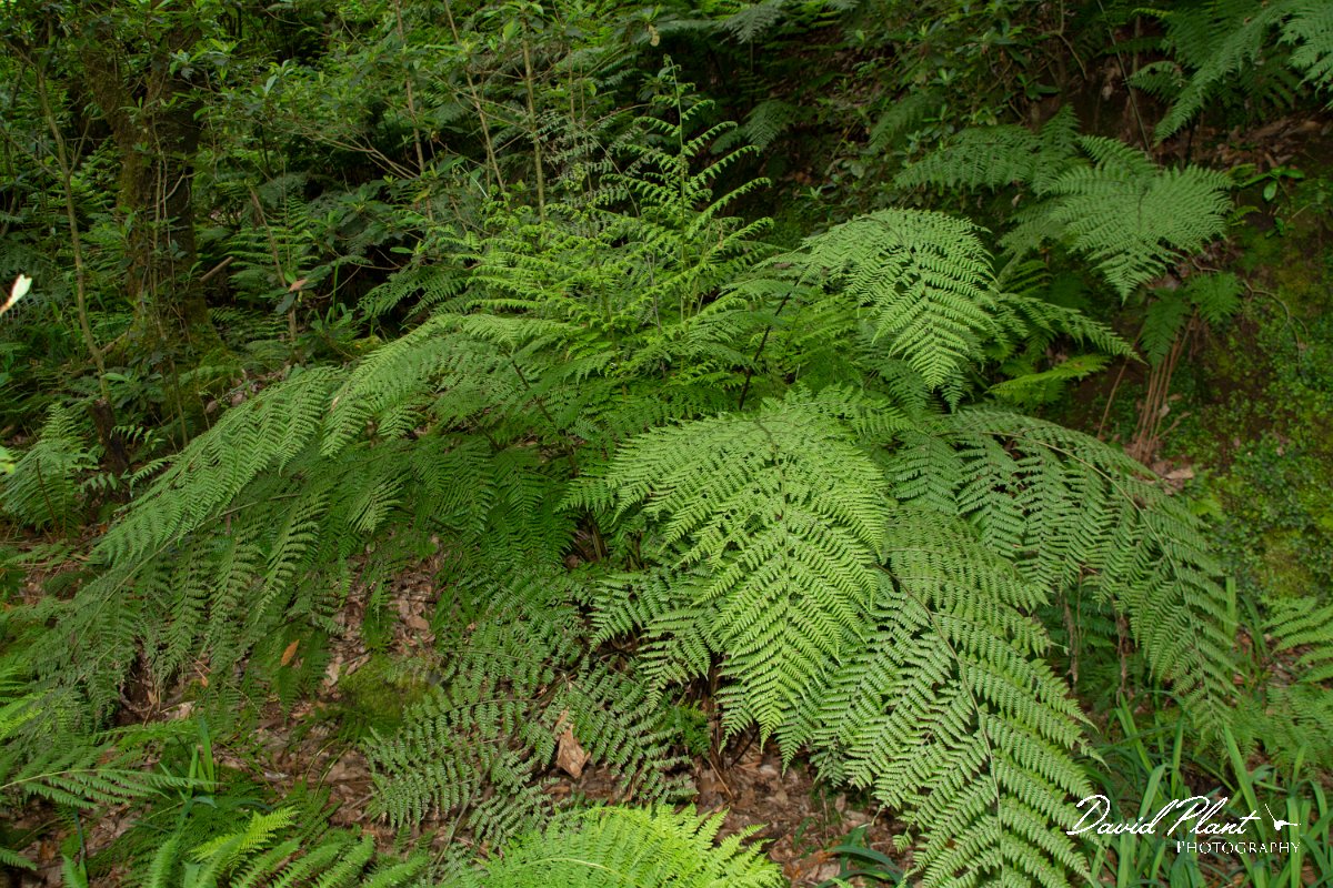 DPPhotography - Maderia - Diplazium caudatum - C.jpg - Diplazium caudatum - Ribeiro Silveira, Maderia