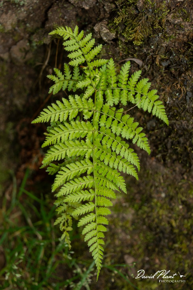 DPPhotography - Maderia - Dryopteris aemula - A.jpg - Dryopteris aemula - Ribeiro Silveira, Maderia