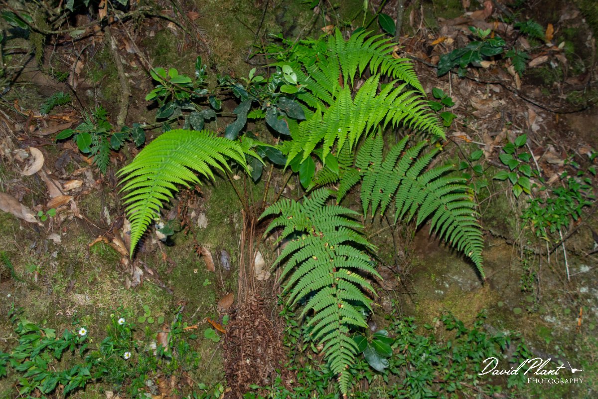 DPPhotography - Maderia - Dryopteris affinis - A.jpg - Dryopteris affinis - Levada Furado, Madeira