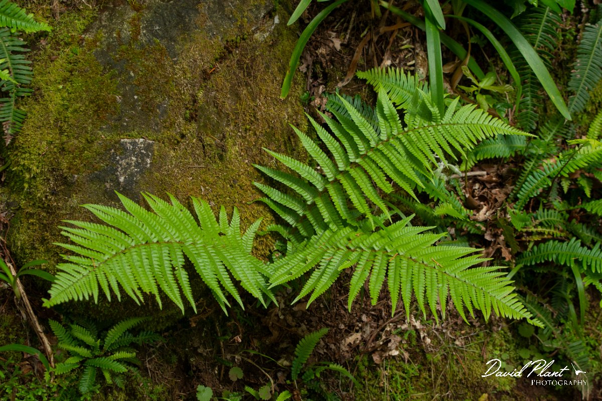 DPPhotography - Maderia - Dryopteris aitoniana - A.jpg - Dryopteris aitoniana - Caldeirao Verde, Madeira