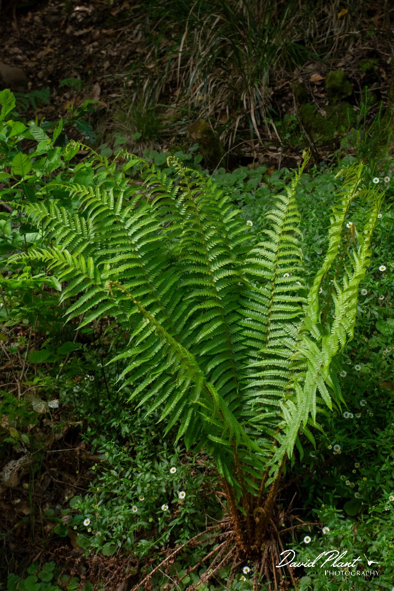 DPPhotography - Maderia - Dryopteris aitoniana - B.jpg - Dryopteris aitoniana - Levada do Notre, Madeira
