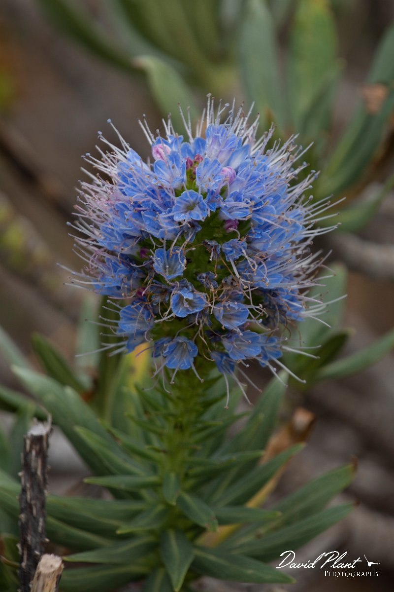 DPPhotography - Maderia - Echium nervosum - A.jpg - Echium nervosum - Ponta do Pargo lighthouse, Madeira