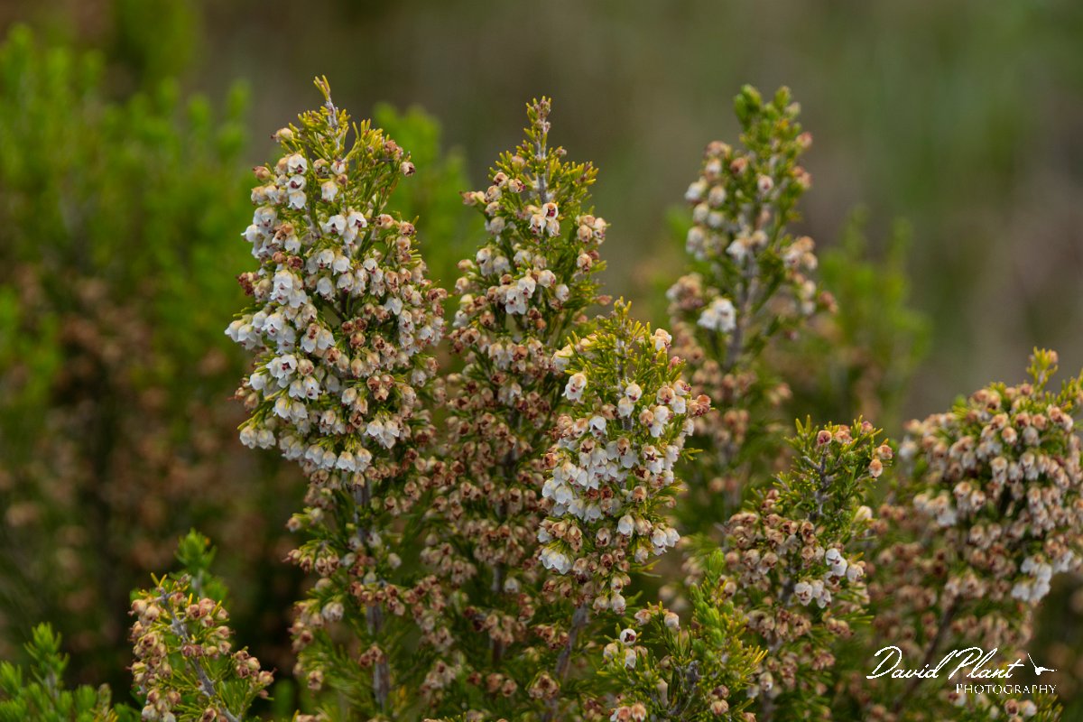 DPPhotography - Maderia - Erica arborea - A.jpg - Erica arborea - Pico Ruivo, Madeira