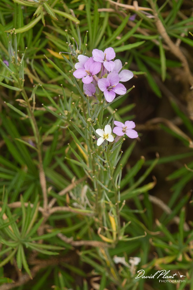 DPPhotography - Maderia - Erysimum bicolor - A.jpg - Erysimum bicolor - Pico do Ariero, Madeira